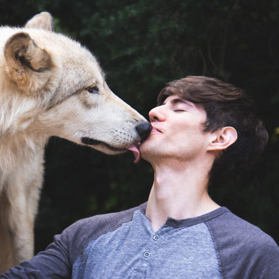 Image of Ben Gross being licked by a wolf.